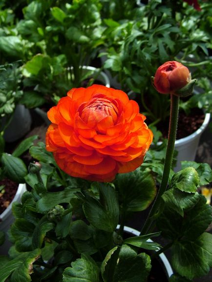 Grădini de grădină - specii, soiuri, tehnici agricole de cultivare, fotografie, plantă o grădină