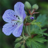 Grădini de grădină - specii, soiuri, tehnici agricole de cultivare, fotografie, plantă o grădină