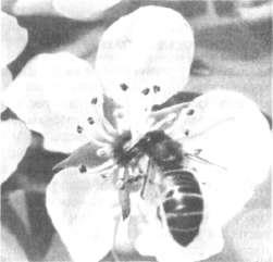 Kertészeti méz kultúra