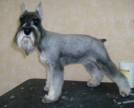 Cea mai mică rasă oficială de câini este Schnauzerul miniatural - club de iubitori de câini mici