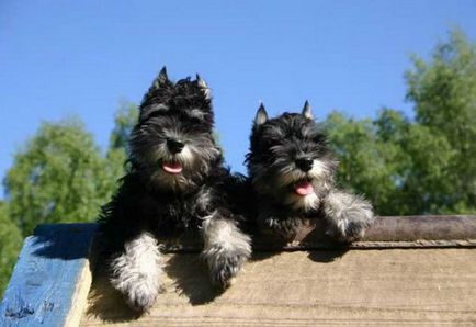 Cea mai mică rasă oficială de câini este Schnauzerul miniatural - club de iubitori de câini mici