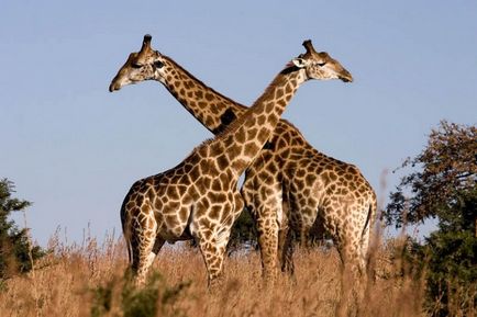 Cele mai mari animale din lume (cele mai multe) Cele mai mari animale din lume