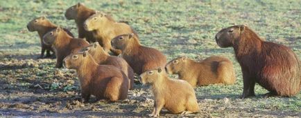 Cele mai mari animale din lume (lumea) Cele mai mari animale din lume
