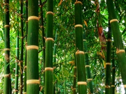 Найцікавіші факти про бамбуку