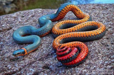 Cele mai frumoase șerpi din lume (multe fotografii ale șerpilor)