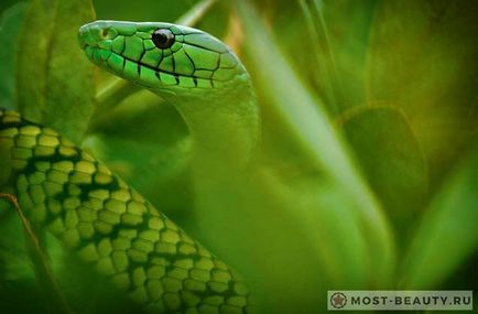Найкрасивіші змії в світі (багато фото змій)