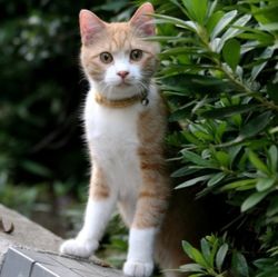 Cea mai mică rasă de pisici - totul despre pisici și pisici cu dragoste