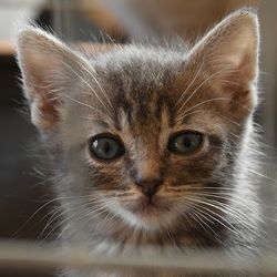 Найменші породи кішок - все про котів і кішок з любов'ю