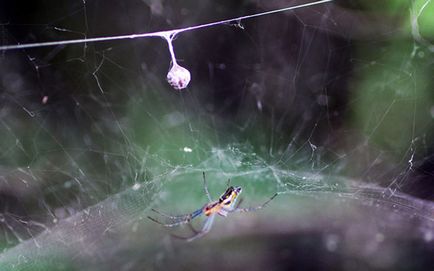 Caracteristicile cele mai neobișnuite ale păianjenilor
