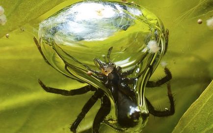 Caracteristicile cele mai neobișnuite ale păianjenilor