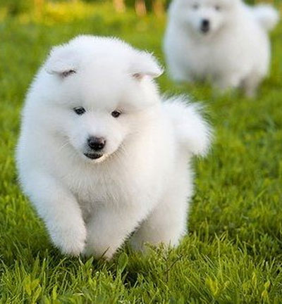 Samoyed Laika - pui de Samoyed Laika - descrierea lui Samoyed Laika