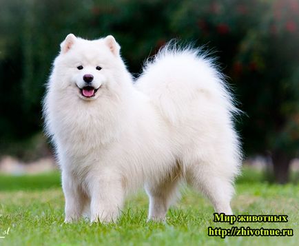 Szamojéd Husky - Kölykök Samoyed husky - egy leírást a fajta szamojéd husky