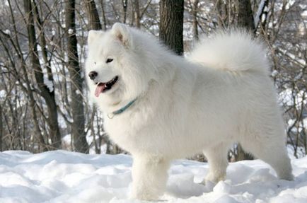 Szamojéd Husky - Kölykök Samoyed husky - egy leírást a fajta szamojéd husky