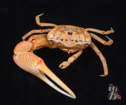 Masculii care atrage crabii, dacă există puțini rivali în jurul lor, nu se alătură bătăliilor, dar înspăimânta inamicul