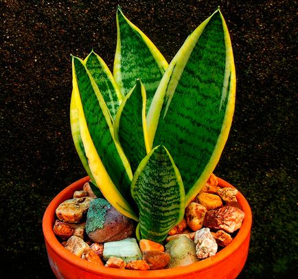 Sansevieria daune și beneficii