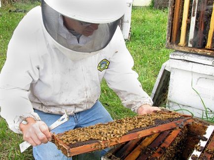 Cum să începem reproducerea albinelor pentru începători, fotografii, îngrijire