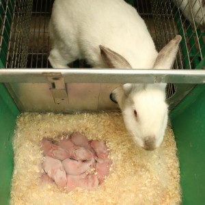 Секрети розведення кроликів, сільгосп бізнес