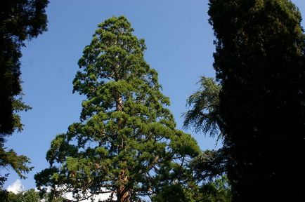 Sequoiaadendron gigant - 