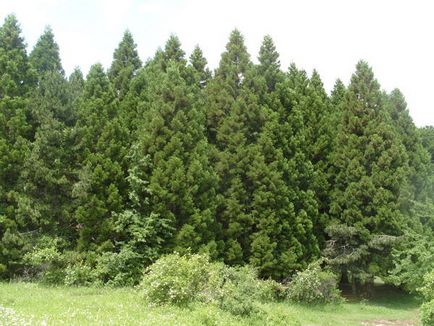 Секвоядендрон - «мамонтове дерево», велетень рослинного світу
