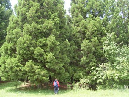 Sequoiaadendron gigant - 