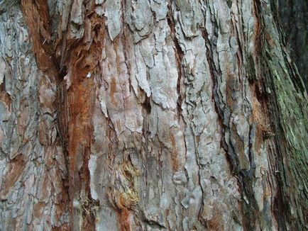 Секвоядендрон - «мамонтове дерево», велетень рослинного світу