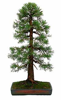 Sequoiaadendron gigant (sequoiadendron giganteum) pentru bonsai sau cultivare în ornamentale