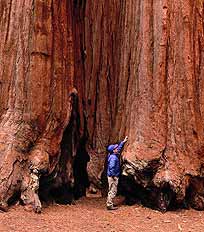 Sequoiaadendron gigant (sequoiadendron giganteum) pentru bonsai sau cultivare în ornamentale