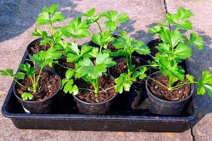 Селера - вирощування і догляд у відкритому грунті кореневого, черешкового і листового селери, відео