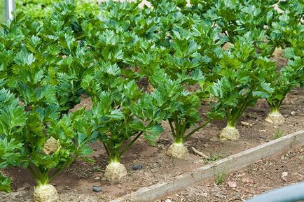 Селера - вирощування і догляд у відкритому грунті кореневого, черешкового і листового селери, відео