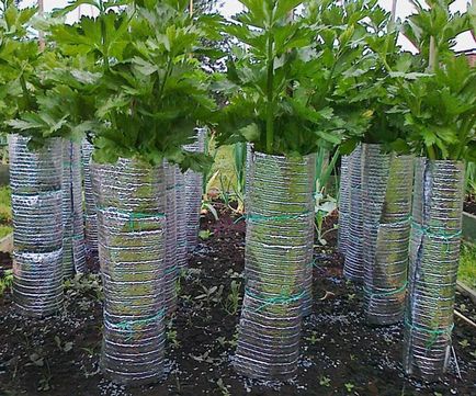 Țelina - cultivarea și îngrijirea în solul deschis de rădăcină, petiolate și frunze de telina, video
