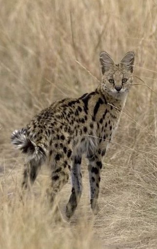 Serval, pisică artisanală (sunt mâncați în Africa, sunt șocat!) - chimera-chan