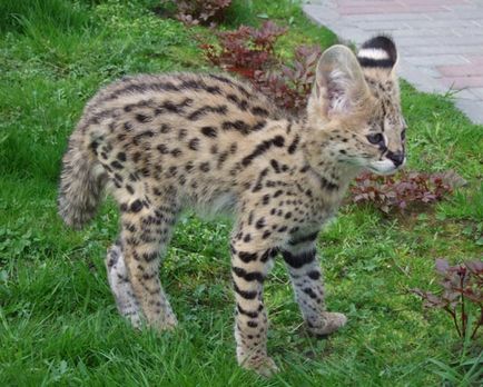 Serval, pisică artisanală (sunt mâncați în Africa, sunt șocat!) - chimera-chan