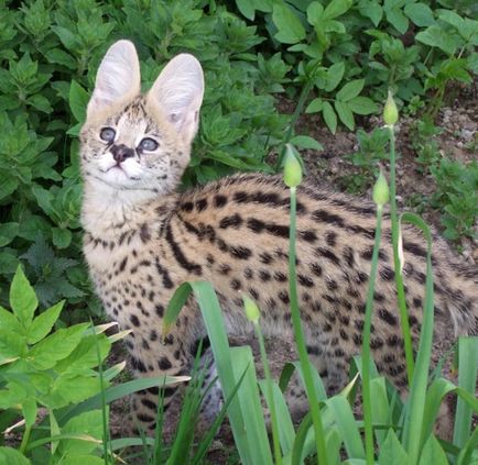 Serval, pisică artisanală (sunt mâncați în Africa, sunt șocat!) - chimera-chan