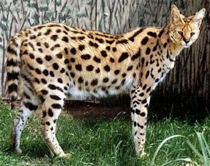 Serval, pisică artisanală (sunt mâncați în Africa, sunt șocat!) - chimera-chan