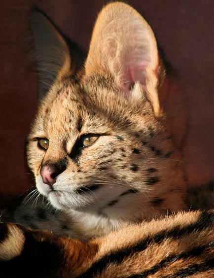 Serval, pisică artisanală (sunt mâncați în Africa, sunt șocat!) - chimera-chan