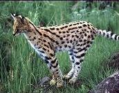 Serval, bokrok macska
