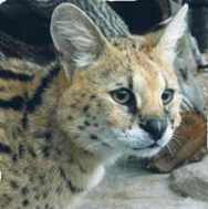 Serval, bokrok macska