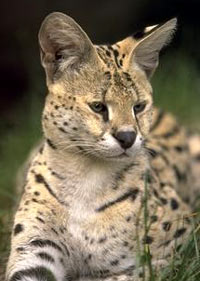 Serval, slujba de pisici de arbust (felis leptailurus serval)