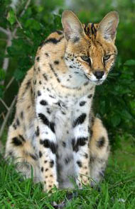 Serval, slujba de pisici de arbust (felis leptailurus serval)