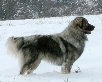 Sharplaninac - Irian, macedonian, câine ciobănesc iugoslav