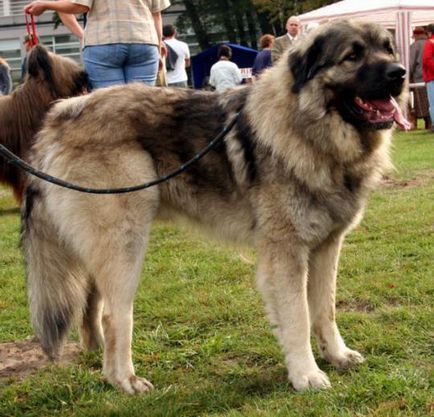 Шарпланінац - ілірійская, македонська, югославська пастуша собака