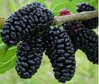 Mulberry (eperfa) összetétele, használata, hasznos tulajdonságok és ellenjavallatok