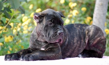 Catelusii Cane-corso cum să aleagă și cum să hrănească copiii