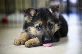 German Shepherd Puppy Îngrijirea și vaccinarea