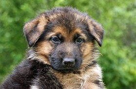 German Shepherd Puppy Îngrijirea și vaccinarea
