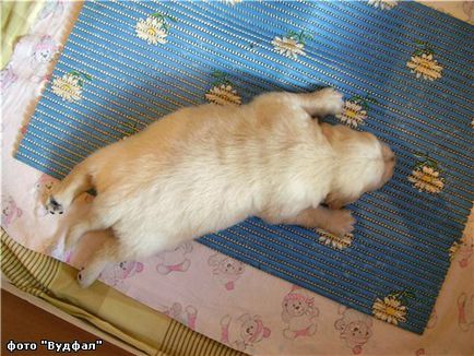 Sindromul unui înotător - boli - știință veterinară - articole - grădiniță bulldog bulldog clan