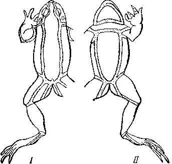 скелет жаби