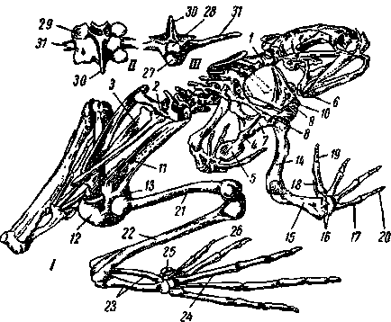 скелет жаби