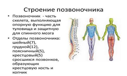Câte vertebre în coloana vertebrală are o persoană în total și pe departament