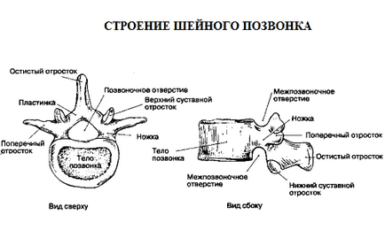 Câte vertebre în coloana vertebrală are o persoană în total și pe departament